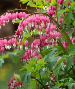 Pink Bleeding Heart Flower Seeds - 10 Old Fashioned Dicentra Formosa - Image 3
