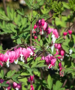 Pink Bleeding Heart Flower Seeds - 10 Old Fashioned Dicentra Formosa - Image 4