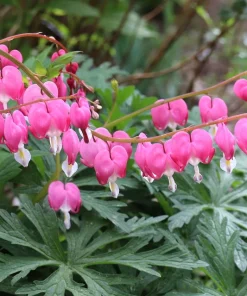 Pink Bleeding Heart Flower Seeds - 10 Old Fashioned Dicentra Formosa - Image 5