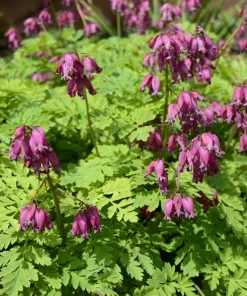 Pink Bleeding Heart Flower Seeds - 10 Old Fashioned Dicentra Formosa - Image 6