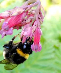 Pink Bleeding Heart Flower Seeds - 10 Old Fashioned Dicentra Formosa - Image 7
