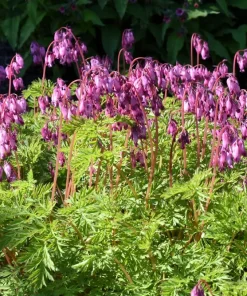 Pink Bleeding Heart Flower Seeds - 10 Old Fashioned Dicentra Formosa - Image 8