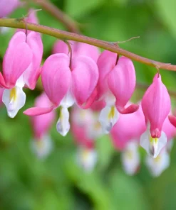 Pink Bleeding Heart Flower Seeds - 10 Old Fashioned Dicentra Formosa - Image 9