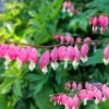 Pink Bleeding Heart Flower Seeds - 10 Old Fashioned Dicentra Formosa - Image 1