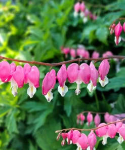 Pink Bleeding Heart Flower Seeds - 10 Old Fashioned Dicentra Formosa - Image 1