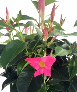 Pink Brazilian Jasmine Live Plant - Mandevilla Dipladenia 6" Pot on Trellis - Image 2