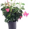 Pink Brazilian Jasmine Live Plant - Mandevilla Dipladenia 6" Pot on Trellis - Image 1