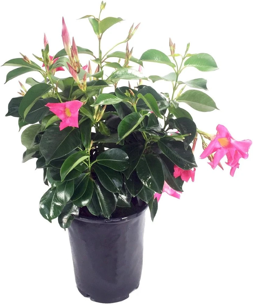 Pink Brazilian Jasmine Live Plant - Mandevilla Dipladenia 6" Pot on Trellis - Image 1