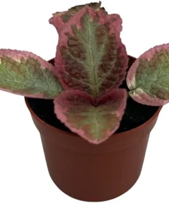Pink Brocade Flame Violet Live Plant - Episcia Indoor Plant, 2.5" Pot - Image 2