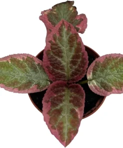 Pink Brocade Flame Violet Live Plant - Episcia Indoor Plant, 2.5