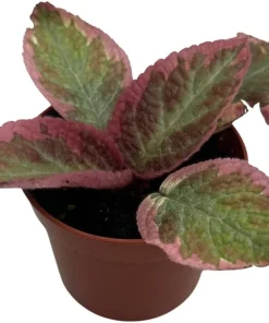 Pink Brocade Flame Violet Live Plant - Episcia Indoor Plant, 2.5
