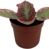 Pink Brocade Flame Violet Live Plant - Episcia Indoor Plant, 2.5" Pot - Image 1