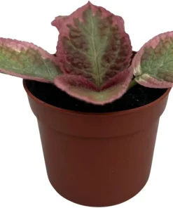 Pink Brocade Flame Violet Live Plant - Episcia Indoor Plant, 2.5