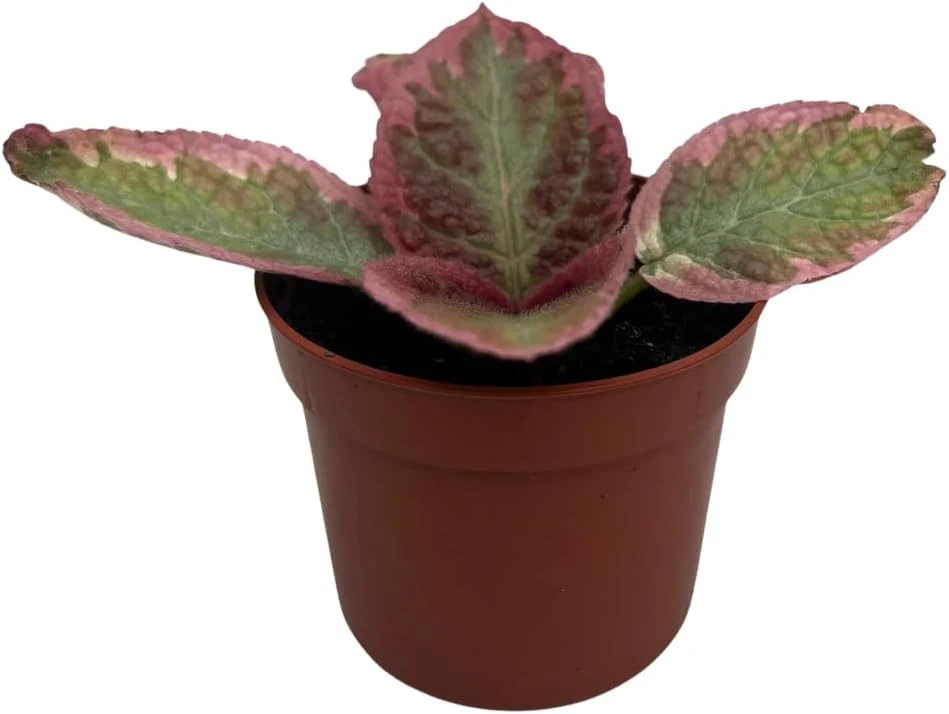 Pink Brocade Flame Violet Live Plant - Episcia Indoor Plant, 2.5" Pot - Image 1