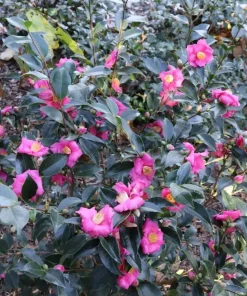 Pink Camellia Live Plant - 4 inch Pot - Warm Hearted Winter Blooms - Image 2