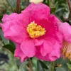 Pink Camellia Live Plant - 4 inch Pot - Warm Hearted Winter Blooms - Image 1