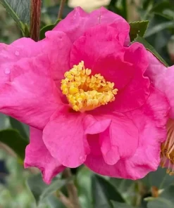 Pink Camellia Live Plant - 4 inch Pot - Warm Hearted Winter Blooms - Image 1