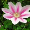 Pink Cameo Clematis Live Plant – Fragrant Large-Flowered Vine – 2.5 inch Pot – Outdoor - Image 1