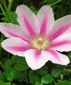 Pink Cameo Clematis Live Plant – Fragrant Large-Flowered Vine – 2.5 inch Pot – Outdoor - Image 1