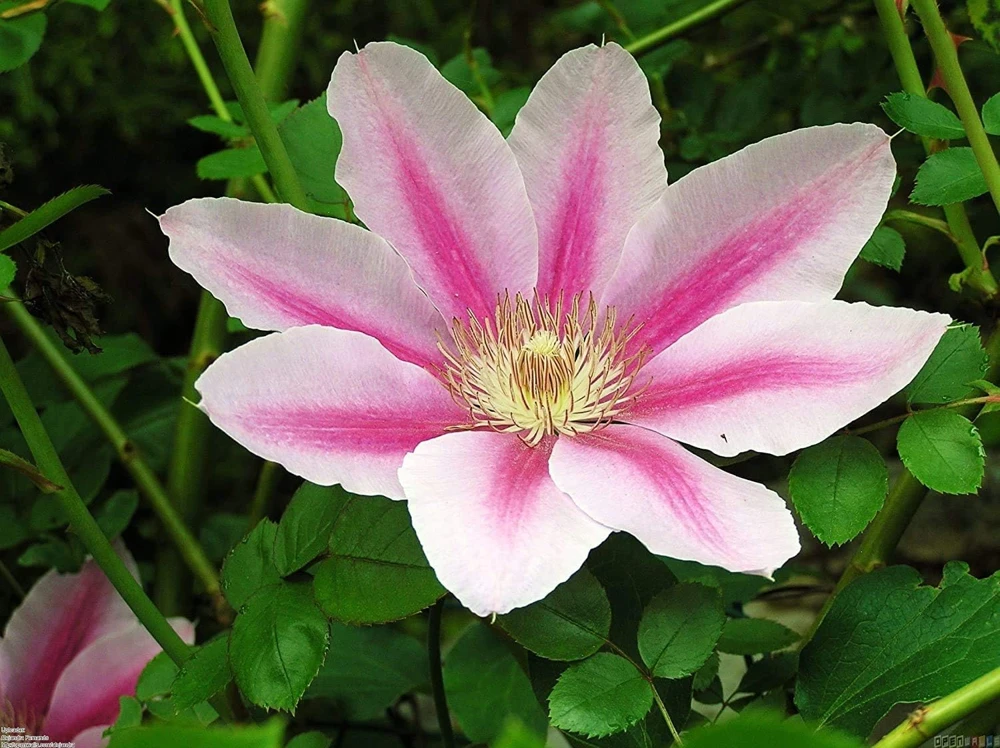 Pink Cameo Clematis Live Plant – Fragrant Large-Flowered Vine – 2.5 inch Pot – Outdoor - Image 1