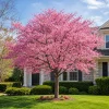 Pink Cherry Blossom Tree Live Plant - 5-10 Inch, 2.5" Pot, Outdoor - Image 1