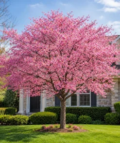 Pink Cherry Blossom Tree Live Plant - 5-10 Inch, 2.5