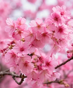 Pink Cherry Blossom Tree Live Plant - 5-10 Inch, 2.5