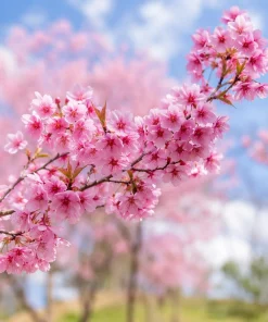 Pink Cherry Blossom Tree Live Plant - 5-10 Inch, 2.5