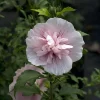 Pink Chiffon Hibiscus syriacus Live Plant – Rose of Sharon – 4 inch Pot - Image 1