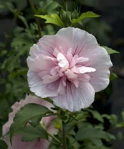 Pink Chiffon Hibiscus syriacus Live Plant – Rose of Sharon – 4 inch Pot - Image 1