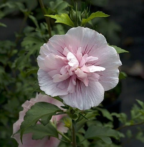 Pink Chiffon Hibiscus syriacus Live Plant – Rose of Sharon – 4 inch Pot - Image 1