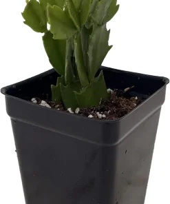 Pink Christmas Cactus Live Plant – Zygocactus – 2 inch Pot – Indoor Houseplant - Image 2