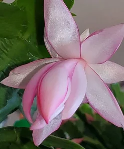 Pink Christmas Cactus Live Plant – Zygocactus – 2 inch Pot – Indoor Houseplant - Image 1