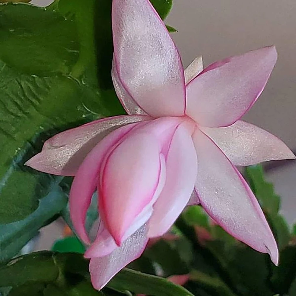 Pink Christmas Cactus Live Plant – Zygocactus – 2 inch Pot – Indoor Houseplant - Image 1