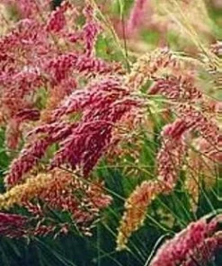 Pink Crystals Ruby Grass Seeds - 25 Seeds - Ornamental Grass - Outdoor - Image 2