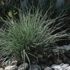 Pink Crystals Ruby Grass Seeds - 25 Seeds - Ornamental Grass - Outdoor - Image 1