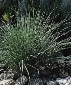 Pink Crystals Ruby Grass Seeds - 25 Seeds - Ornamental Grass - Outdoor - Image 1