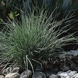 Pink Crystals Ruby Grass Seeds - 25 Seeds - Ornamental Grass - Outdoor - Image 1