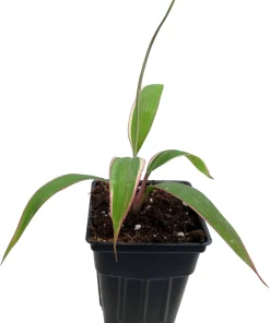 Pink Diamond Cordyline Live Plant - 2.5 inch Pot - Tropical Indoor/Outdoor Foliage - Image 2