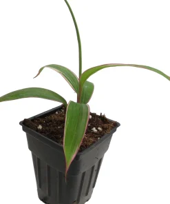Pink Diamond Cordyline Live Plant - 2.5 inch Pot - Tropical Indoor/Outdoor Foliage - Image 3