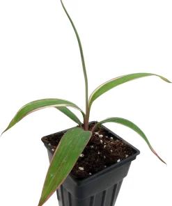Pink Diamond Cordyline Live Plant - 2.5 inch Pot - Tropical Indoor/Outdoor Foliage - Image 4