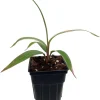 Pink Diamond Cordyline Live Plant - 2.5 inch Pot - Tropical Indoor/Outdoor Foliage - Image 1
