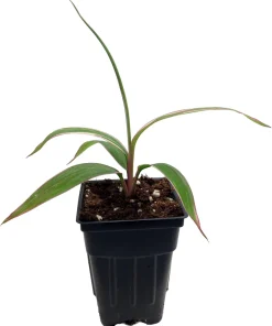 Pink Diamond Cordyline Live Plant - 2.5 inch Pot - Tropical Indoor/Outdoor Foliage - Image 1