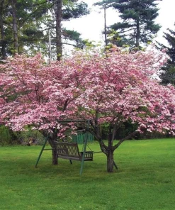 Pink Dogwood Tree Live Plant – Cornus florida – Quart Pot – Outdoor - Image 2
