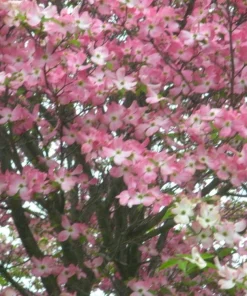 Pink Dogwood Tree Live Plant – Cornus florida – Quart Pot – Outdoor - Image 3