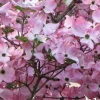 Pink Dogwood Tree Live Plant – Cornus florida – Quart Pot – Outdoor - Image 1