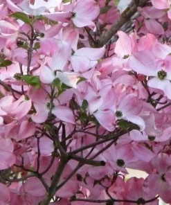 Pink Dogwood Tree Live Plant – Cornus florida – Quart Pot – Outdoor - Image 1