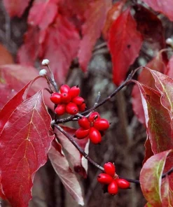 Pink Dogwood Tree Live Plant – Cornus florida – Quart Pot – Outdoor - Image 5