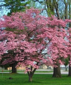 Pink Dogwood Tree Live Plant – Cornus florida – Quart Pot – Outdoor - Image 6