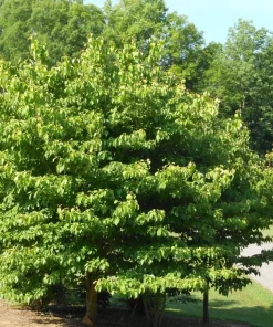Pink Dogwood Tree Live Plant – Cornus florida – Quart Pot – Outdoor - Image 7